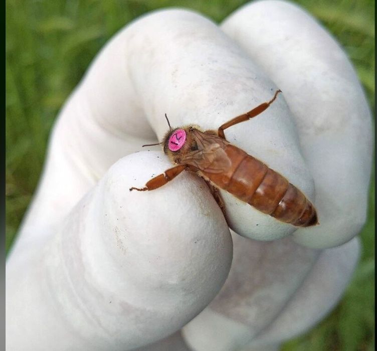 Бджоломатки  Бакфаст