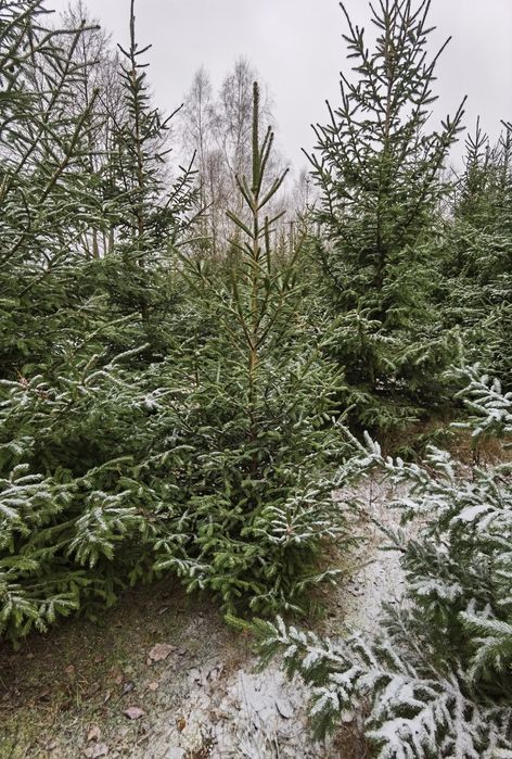 Duże choinki świerki plantacja