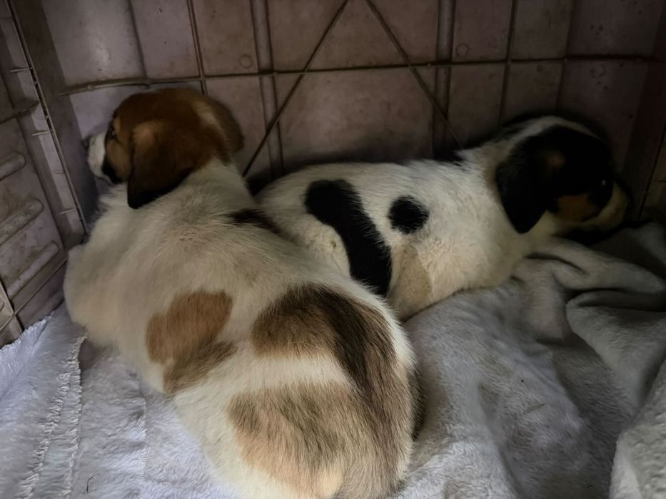 Cachorrinhos mistura cao de gado