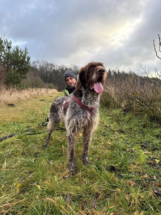 Wyżeł Brus czeka na pilny dom