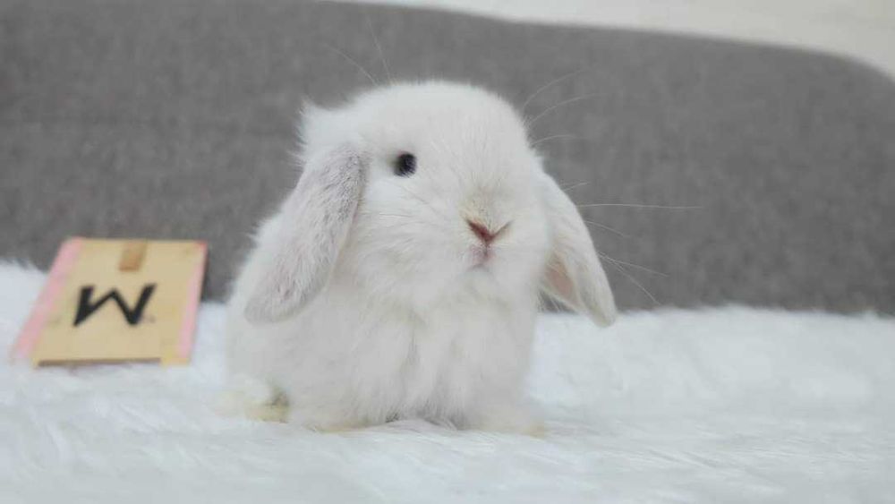 Kit completo coelhos anões mini lop