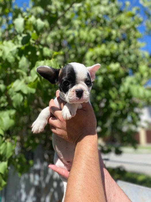 Французький бульдог