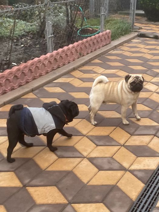 Мопсятка дівчатка