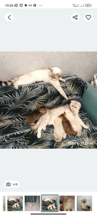 Шотланскі кошенята