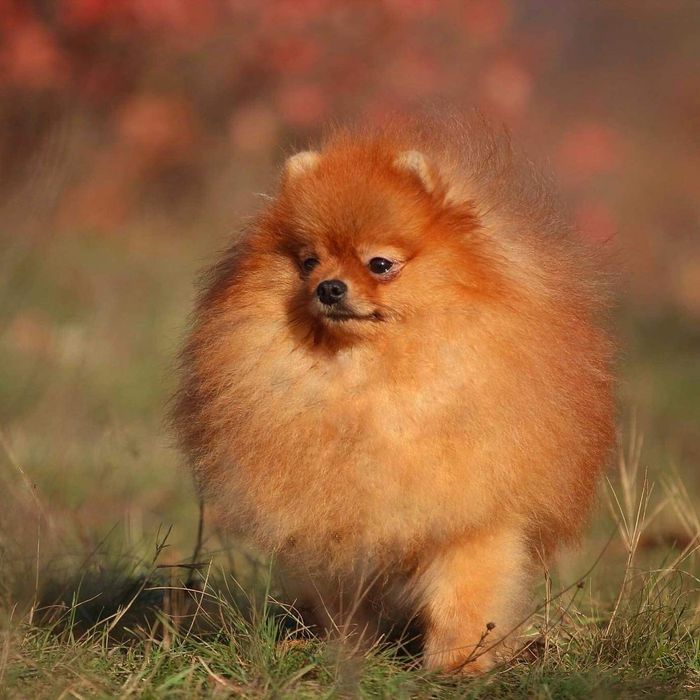 Померанец ВЯЗКА док . FCI