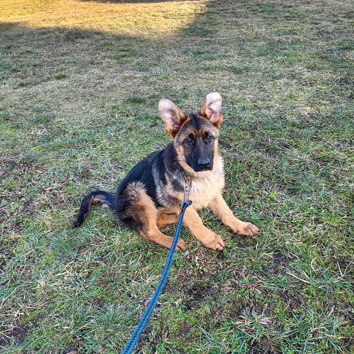 Owczarek Niemiecki FCI