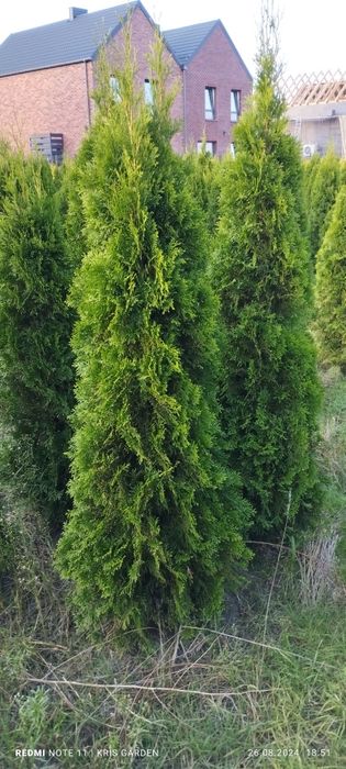 Tuja szmaragd  160-180 cm