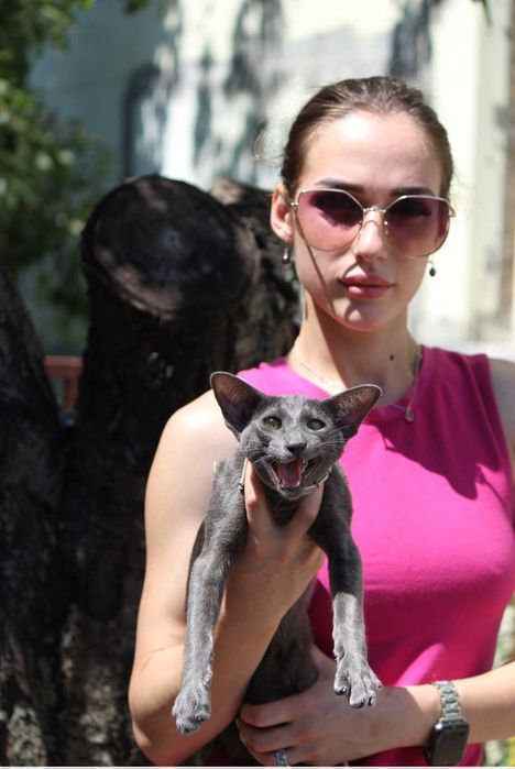 Орієнтальна кішка, блакитна пантера