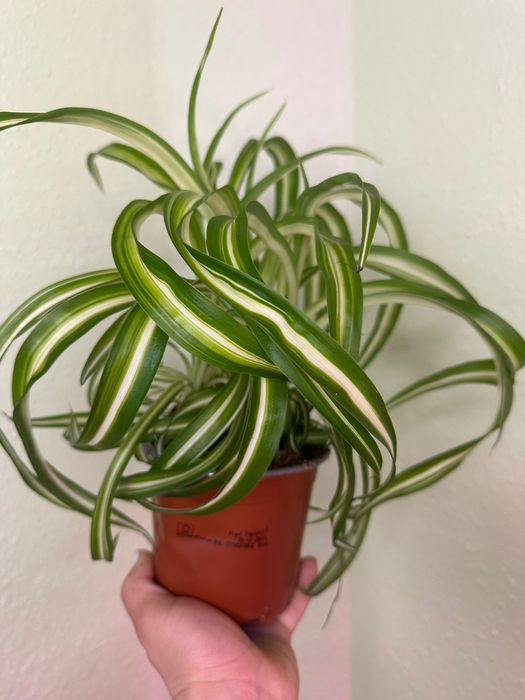 Фікуси, лимон, пілея, хлорофітум, очисток Бурріто