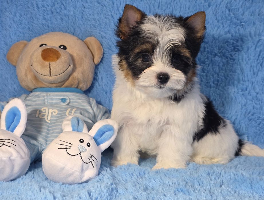 Хлопчик бівер йорк. КСУ.