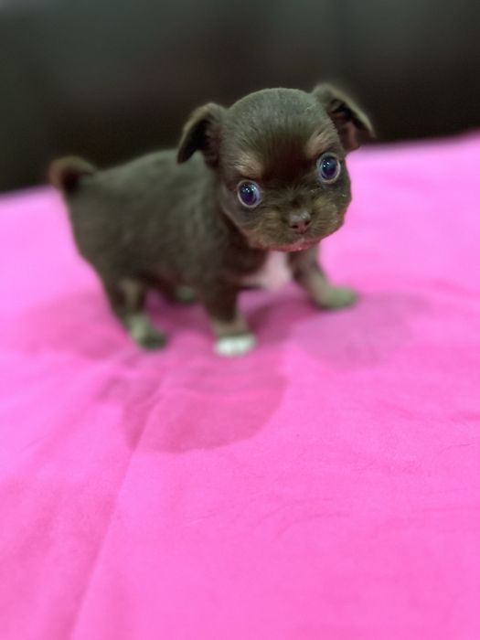 Macho chihuahua mini