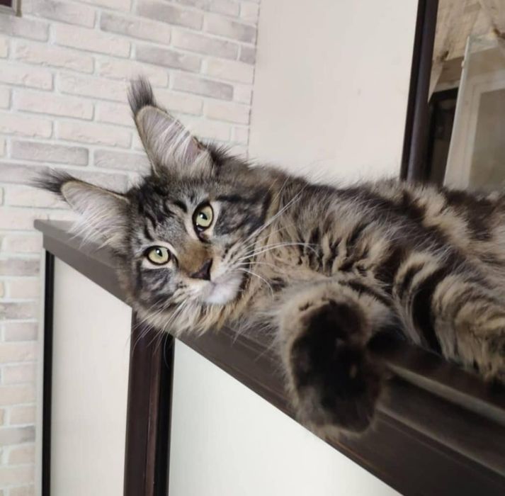 Домашня Рись, кошенята Мейкуна