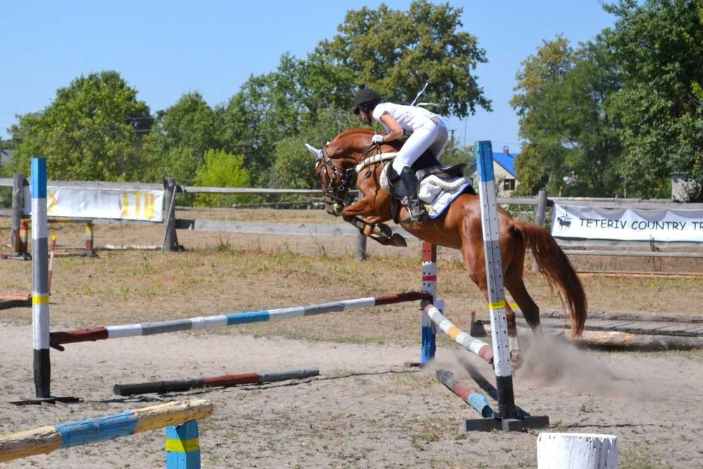 Оренда стайні на 12 денників.