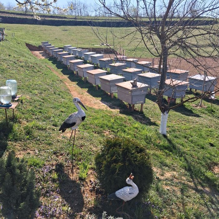 Продаж   бджолопакети