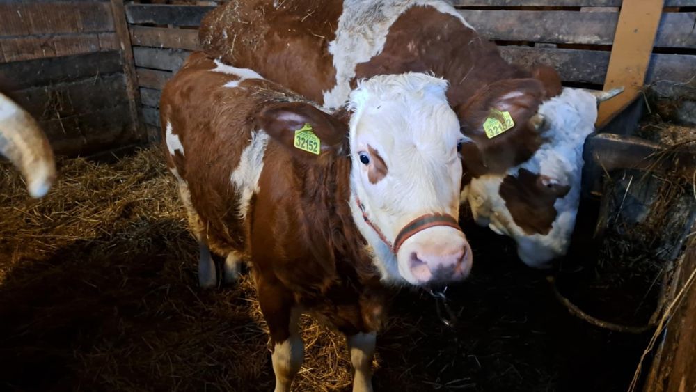 Krowy jałówki  simental