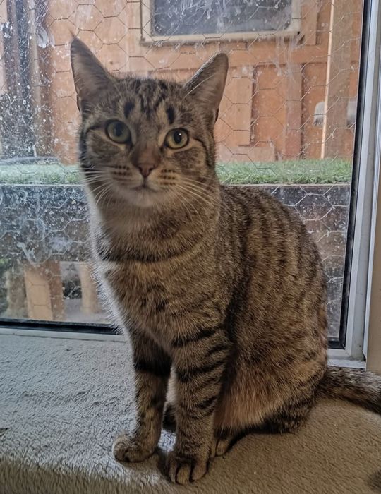 Przemiła koteczka Bunia