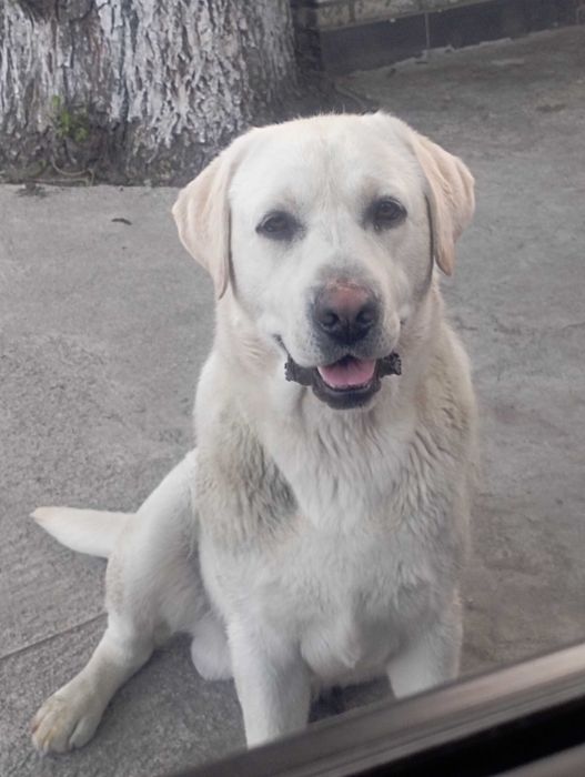 Лабрадор для в'язки