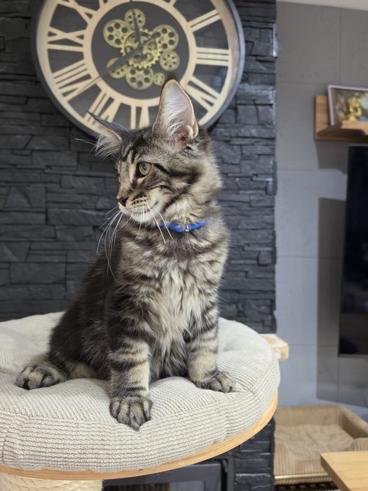 Archi kocurek  Maine Coon