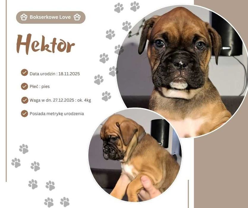 Szczeniak Bokser piesek HEKTOR