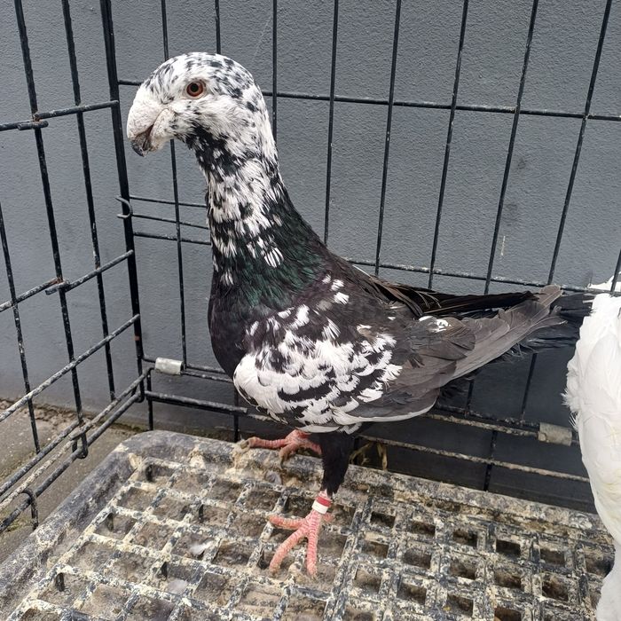 Garbinosy,  Niemieckie wystawowe tygrysy