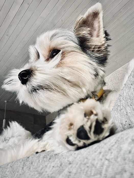 Бівер йорк хлопчик, вязка.