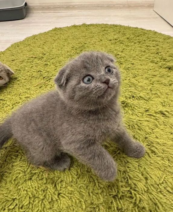 Кошеня висловухий британець хлопчик