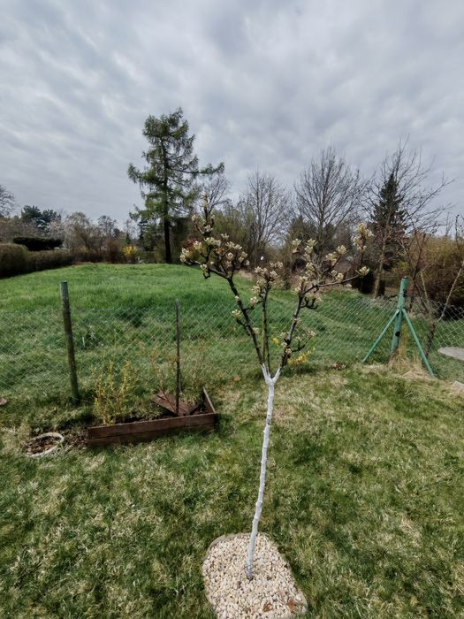 Ogród działkowy ROD Tarnogaj - Widok 5