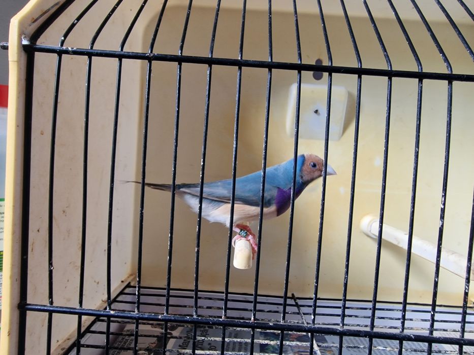 Diamantes de Gould
