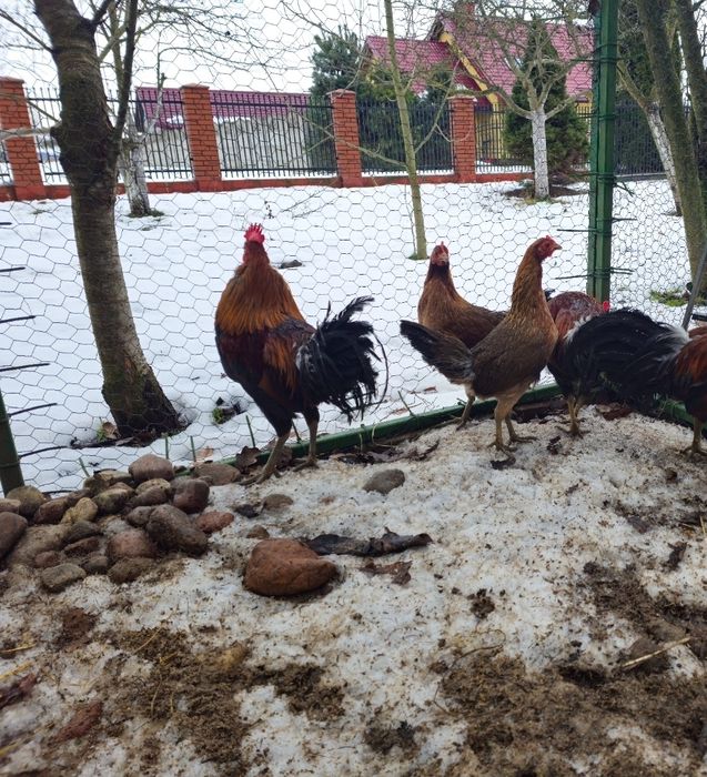 Ayam ketawa kury i koguty