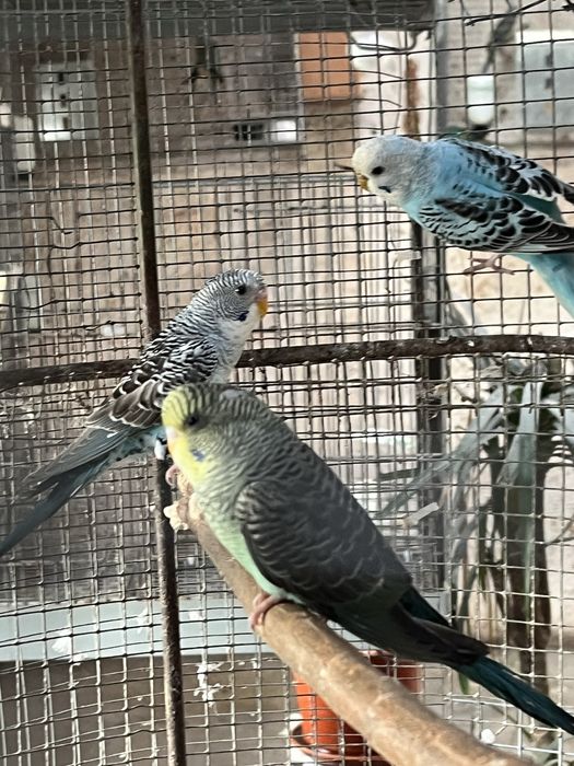 Vendo Periquitos de asa negra