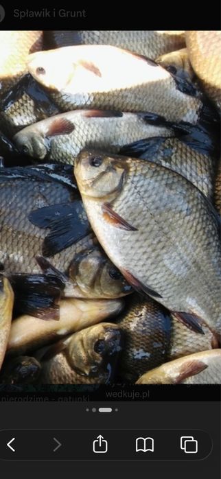 Karaś srebrzysty(Japoniec ) 12 zł/kg.Odłowy Kwiecień.