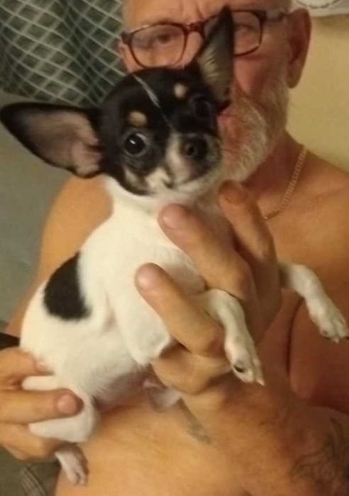 Chihuahua sunia tri color mini