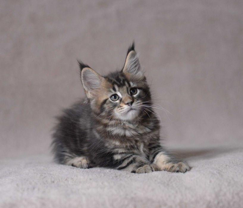 Dziewczynka maine coon z rodowodem FPL