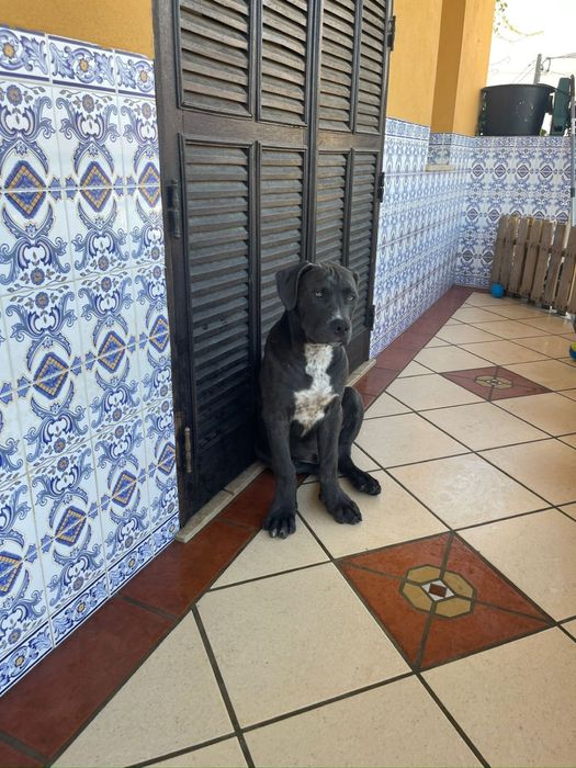 American Bully xl para Adoção