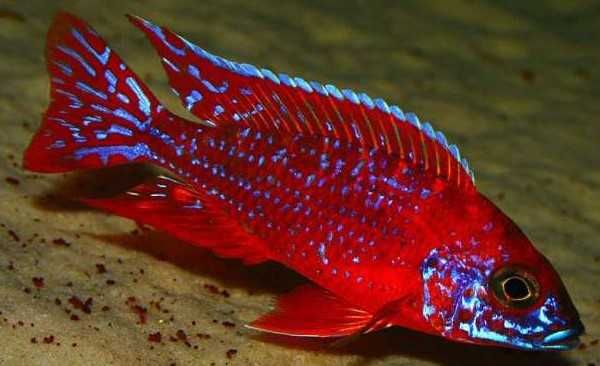 GB MALAWI Pyszczak Aulonocara Maleri Red Burgund