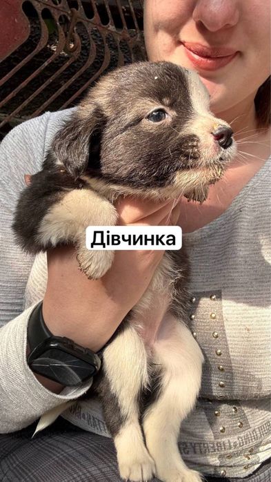 Віддаємо собаченят в добрі руки