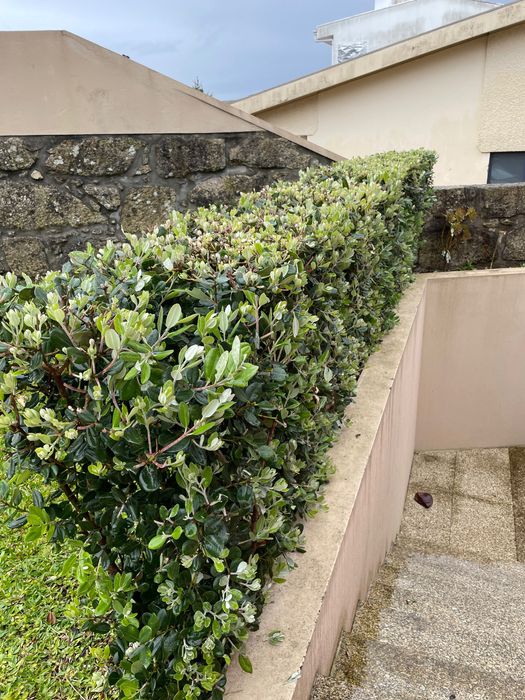 Serviço de jardinagem & Limpeza de terrenos