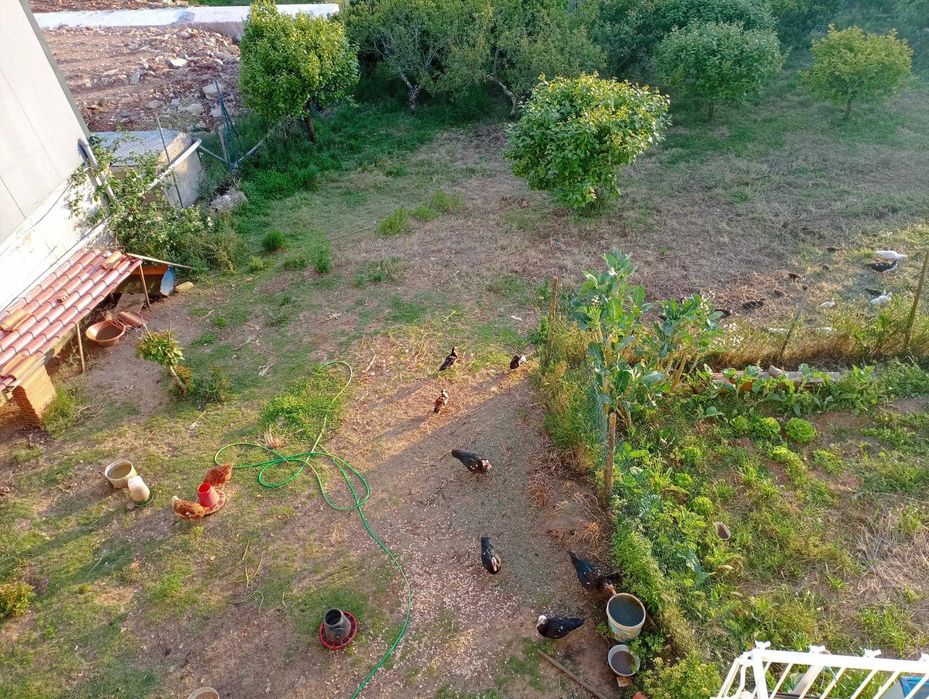 Patos de várias idades e cores