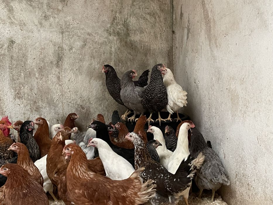 Galinhas poedeiras a iniciar postura 18 semanas