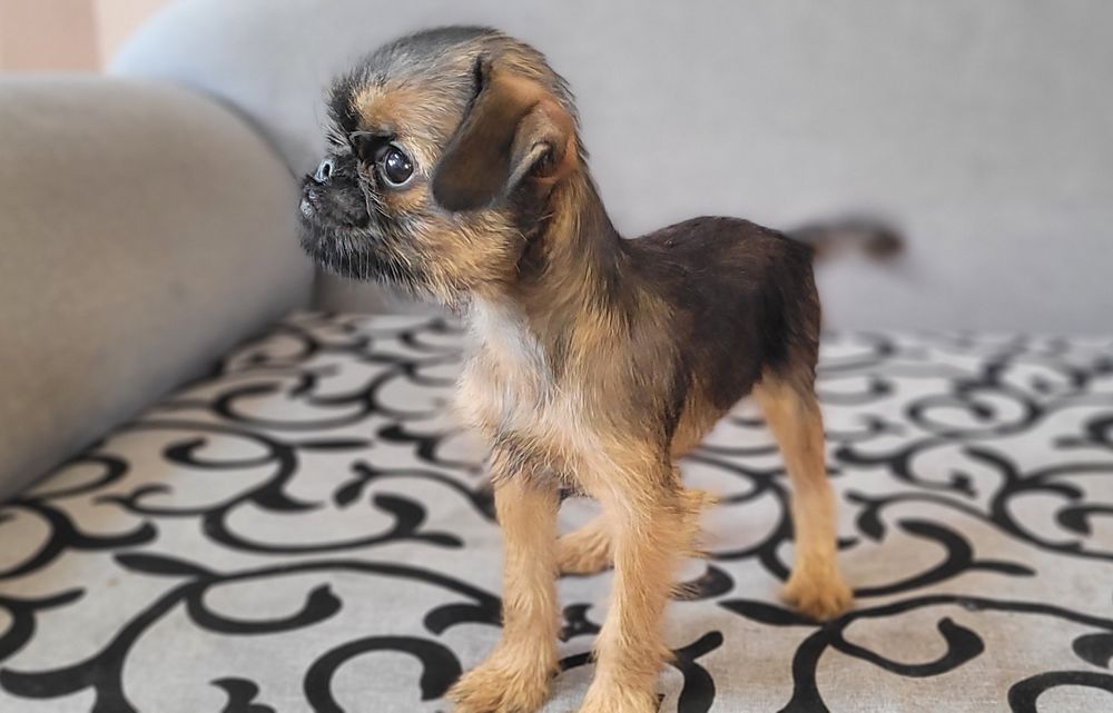 Дівчинка брюссельського гріффона