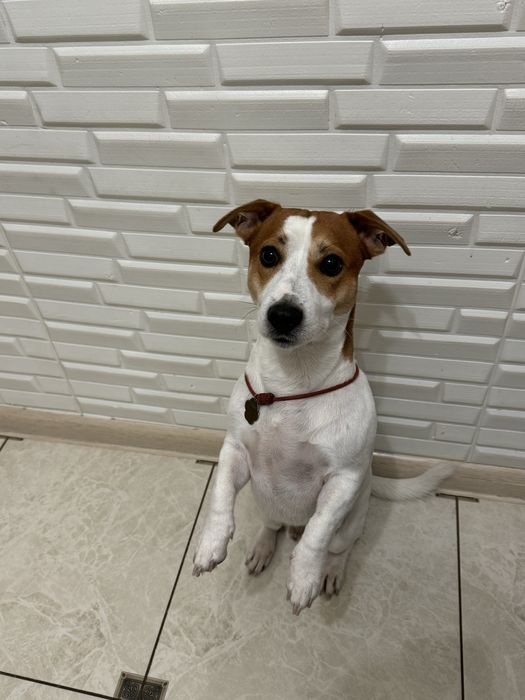 Вязка джек рассел терьєра