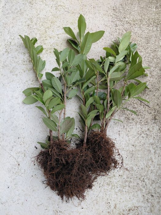 Lauros para sebes louro cerejo para sebes