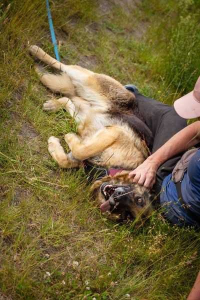 Przyjazna Saba w typie owczarka niemieckiego szuka domku
