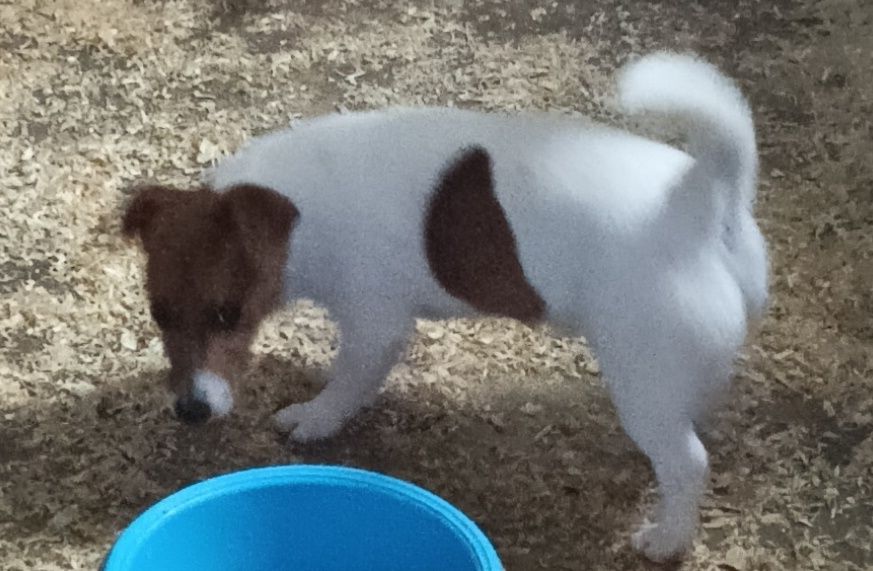 Jack Russell Terrier
