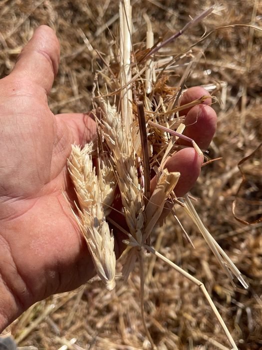 Fardos de feno semeados