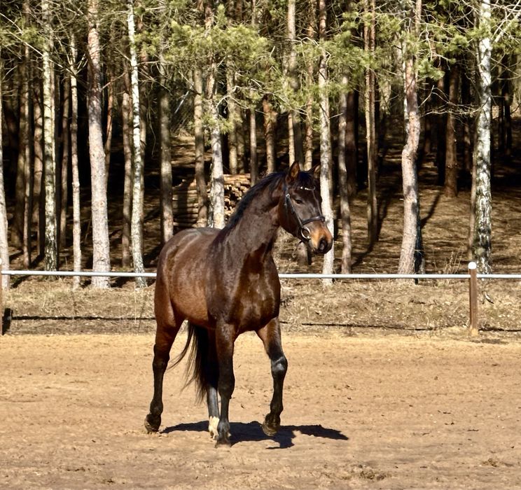 Wałach - fantastyczny koń po Fanegro / Farrell