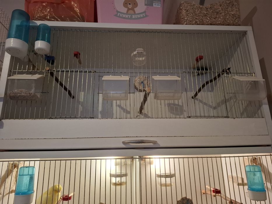 Trzy regały dla ptaków, akcesoria, karma