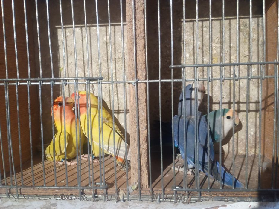 Posiadam papugi kolorowe