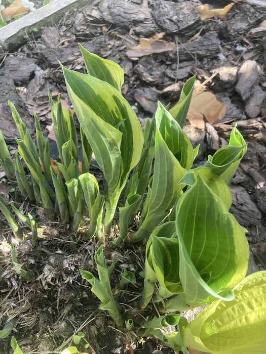 Хоста садова сортова