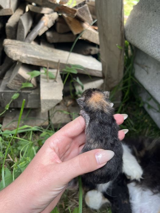 Відаю двох котиків у добрі руки